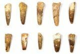 Lot: to Bargain Spinosaurus Teeth - Pieces #133414-1